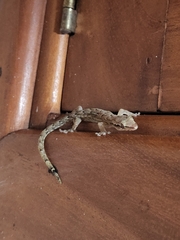 Lepidodactylus lugubris