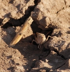 Trimerotropis pallidipennis