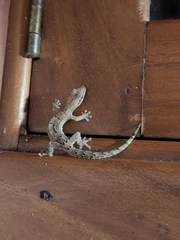 Lepidodactylus lugubris