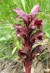 Orobanche gamosepala