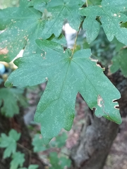 Acer campestre