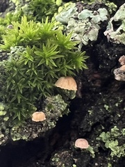 Mycena corticola