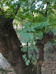 Acer campestre