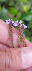 Verbena litoralis
