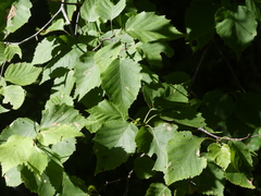 Betula