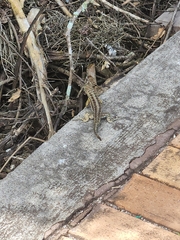 Microlophus indefatigabilis