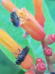 Nannotrigona perilampoides