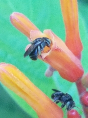 Nannotrigona perilampoides