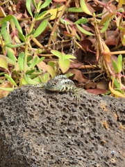 Microlophus indefatigabilis