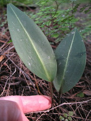 Cryptostylis ovata