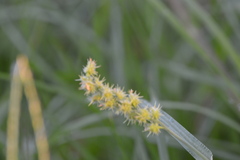 Cenchrus longispinus