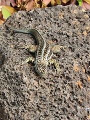 Microlophus indefatigabilis