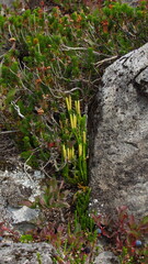 Lycopodiaceae