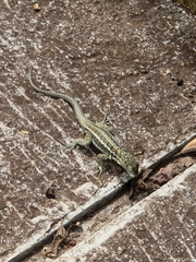 Microlophus indefatigabilis