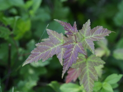 Acer ginnala