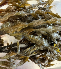 Fucus distichus