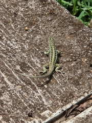 Microlophus indefatigabilis