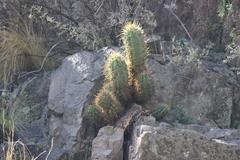 Trichocereus candicans