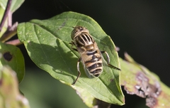Eristalinus megacephalus