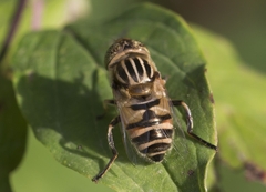 Eristalinus megacephalus