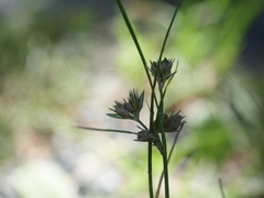 Juncus tenuis