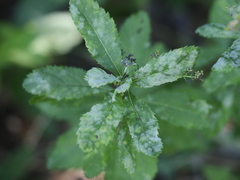 Podosphaera spiraeae