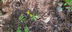 Cymopterus lemmonii