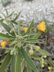 Senna roemeriana