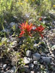 Castilleja miniata miniata