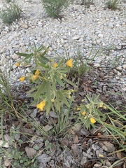 Senna roemeriana