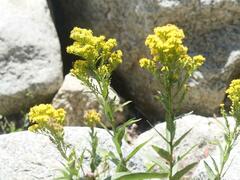 Solidago sempervirens