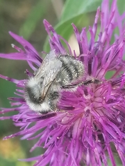 Bombus veteranus