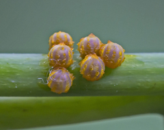 Battus polydamas
