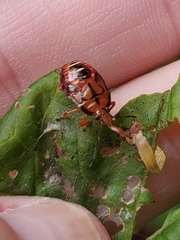 Podisus maculiventris
