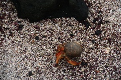 Coenobita compressus