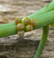 Battus polydamas