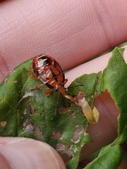 Podisus maculiventris