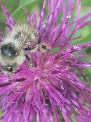 Bombus veteranus