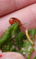 Podisus maculiventris