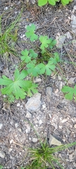 Geranium caespitosum