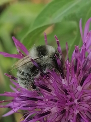 Bombus veteranus