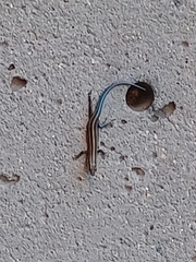 Plestiodon fasciatus