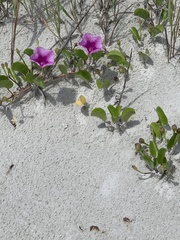 Ipomoea pes-caprae