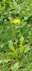 Taraxacum