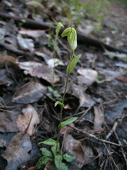 Pterostylis dilatata