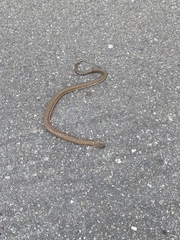 Fowlea flavipunctata