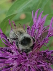 Bombus veteranus