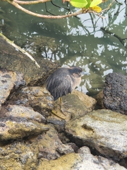 Nyctanassa violacea pauper