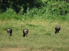 Meleagris gallopavo silvestris