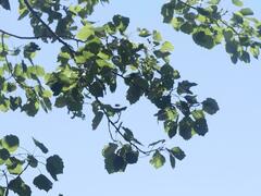 Populus grandidentata